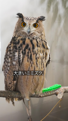 Moff animal cafe CUTE CUBE 原宿店 사진 2