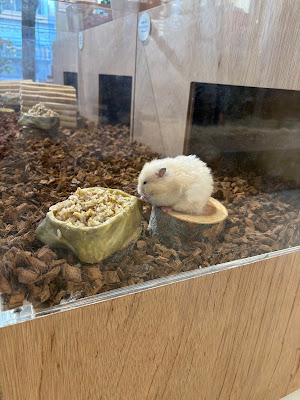 Moff animal cafe CUTE CUBE 原宿店 사진 3