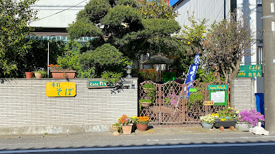 Lemon 사진 5