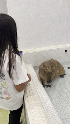 Capy Village - Capybara Cafe 사진 2