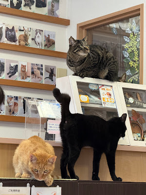 Cat Cafe Tamayura 사진 2