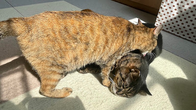 Cat Cafe Tamayura 사진 3