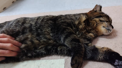 Cat Cafe Tamayura 사진 4