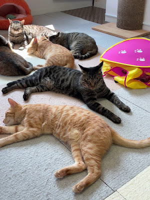 Cat Cafe Tamayura 사진 5