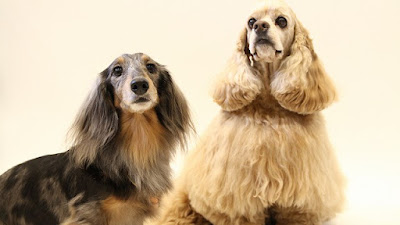 ペットサロン＆カフェ・ｆｕｒｉｆｕｒｉ 사진 4