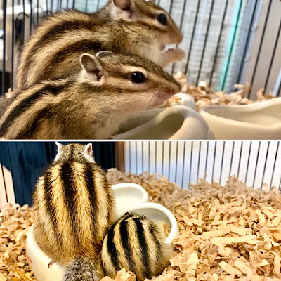 Earth's Chipmunk Cafe 사진 4