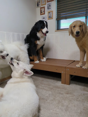 Large Dog cafe Hot Hitoinu 사진 2