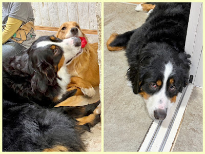 Large Dog cafe Hot Hitoinu 사진 4