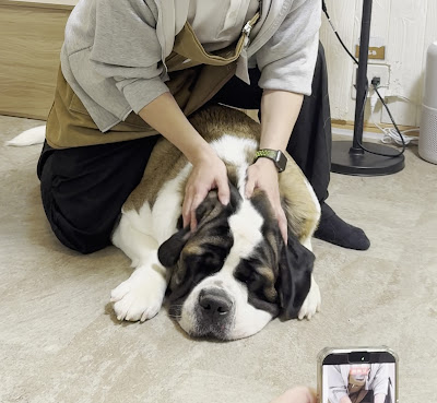 Large Dog cafe Hot Hitoinu 사진 3