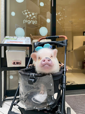 pignic cafe Kichijoji 사진 4