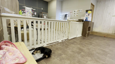 いぬカフェRio 吉祥寺店 사진 2