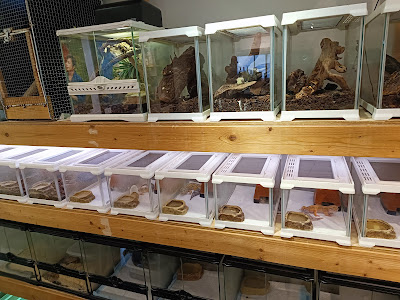 Hachu Cafe (reptiles Cafe) 사진 4