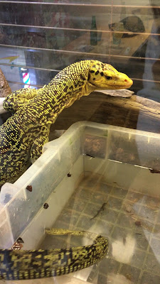 Hachu Cafe (reptiles Cafe) 사진 2