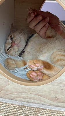 Adoption-Oriented Cat Café "Dear Cats" 사진 3