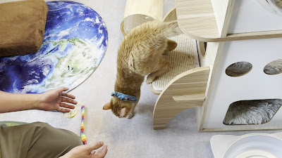Adoption-Oriented Cat Café "Dear Cats" 사진 2