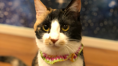 Adoption-Oriented Cat Café "Dear Cats" 사진 4