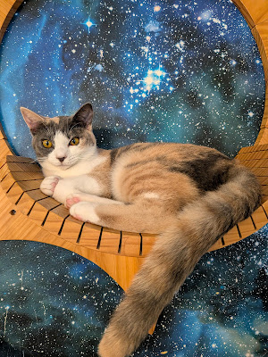 Adoption-Oriented Cat Café "Dear Cats" 사진 5