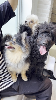 犬カフェ ANDog 新宿店 사진 3
