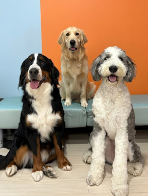 大型犬カフェ NOOCAFE BIGDOGS 사진 2
