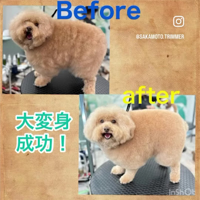 トリミングサロンチェレステ 사진 2
