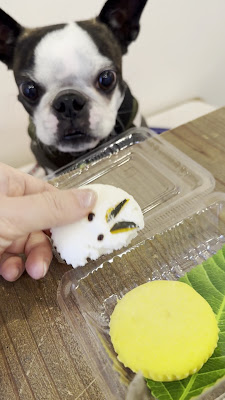 Bo Cafe(pimolt for dog) 사진 2