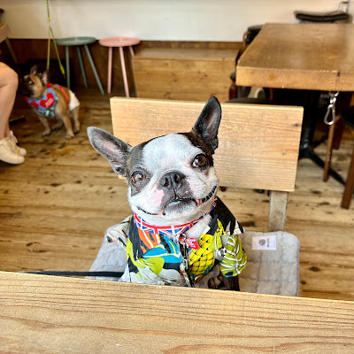 Bo Cafe(pimolt for dog) 사진 5