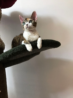 HALF MOON猫ショップ&猫カフェ 사진 2