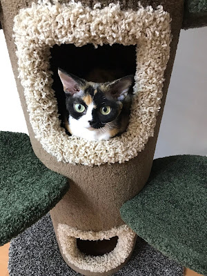 HALF MOON猫ショップ&猫カフェ 사진 4