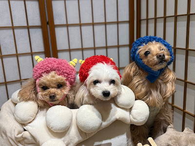 Pooches’Bakery 사진 3