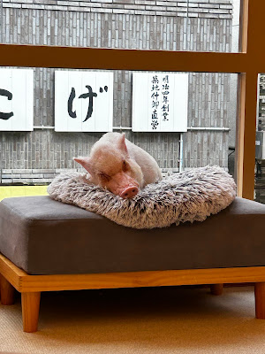 mipig cafe 浅草店 사진 4
