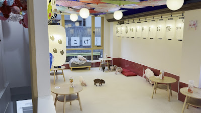 mipig cafe 浅草店 사진 2