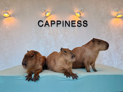 CAPPINESS 사진 3
