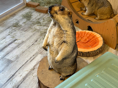 Marmot Village 사진 5
