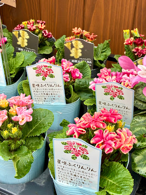 彩風 사진 4