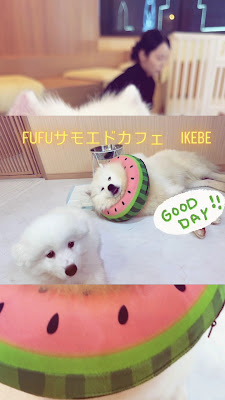 FUFU Samoyed Cafe Ikebukuro East Exit Store 사진 2