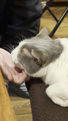 谷中・日暮里CaféMusica〜ネコが2匹居るカフェ〜 (カフェ・ムジカ) 사진 2