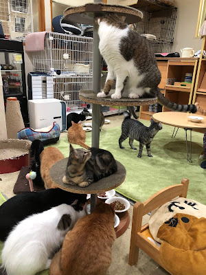 cats&dogs cafe 사진 3
