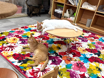 cats&dogs cafe 사진 2