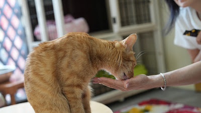 cats&dogs cafe 사진 4