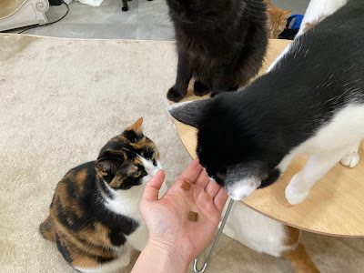 cats&dogs cafe 사진 5