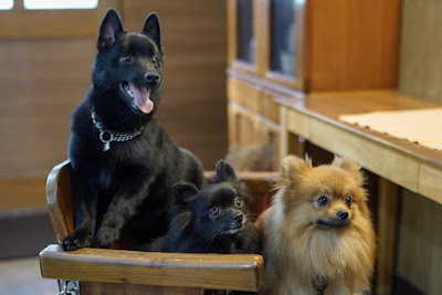 Dog House Unique 사진 2