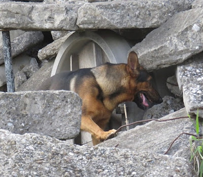 Dog House Unique 사진 3