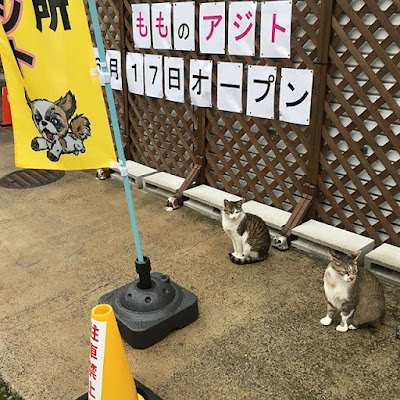 もものアジト！ 사진 3