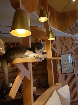 Cat Cafe MOCHA Ikebukuro Main Store 사진 3