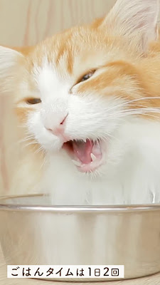 Cat Cafe MOCHA Ikebukuro Main Store 사진 2
