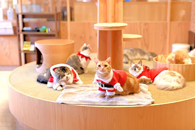 Cat Cafe MOCHA Ikebukuro Main Store 사진 4