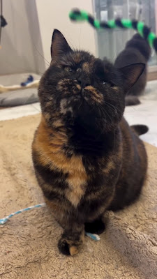 一組限定個室猫カフェ MAOMAO〜猫猫〜 사진 3