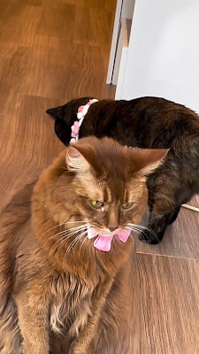 一組限定個室猫カフェ MAOMAO〜猫猫〜 사진 2
