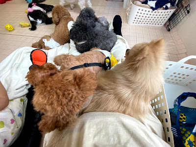 いぬのじかん 大塚店 사진 4