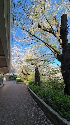 カフェねねね 사진 5